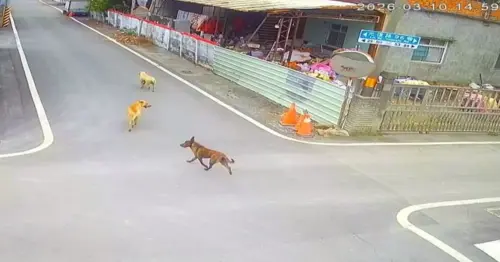 彰化婦遭撕咬縫200針！3惡犬被藏起來？飼主身分疑為養雞場業者