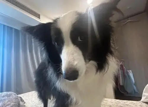 邊牧學4年還不會握手！主人以為養到學渣　真相糗大了：笨的是我