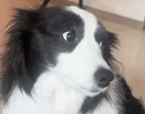 ▲飼主原以為莎拉智商不高，沒想到竟是下指令的語言錯了！（圖／翻攝搜狐）