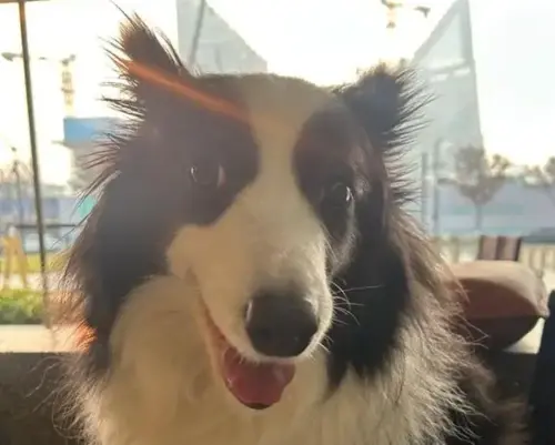 ▲莎拉前飼主是位道地上海人，導致莎拉只聽得進去上海話。（圖／翻攝搜狐）