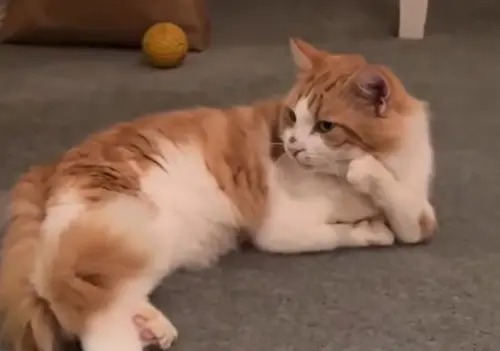 ▲佛洛伊德（Floyd）經常擺出「托腮沉思」的睿智模樣，如同「貓界哲學家」一樣。（圖／TikTok@sheltervetnurse）