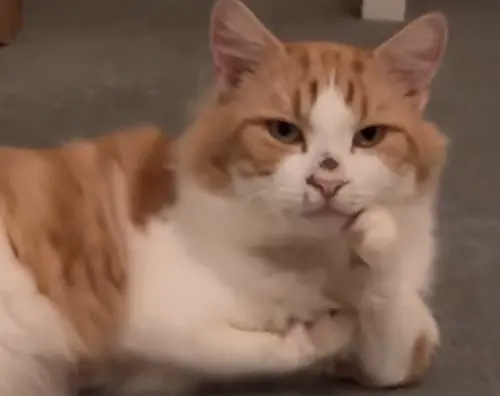 貓咪「天天托腮沉思」超睿智！送醫一查真相不妙　主人反而超開心