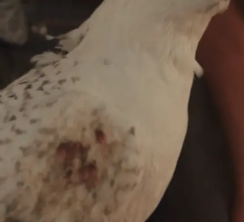 ▲《逐玉》中的神鳥隼隼身上有被燒傷的痕跡，與前面發生的情節呼應。（圖／摘自愛奇藝）