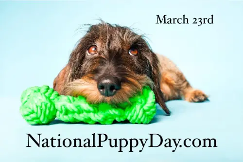 3/23「國際小狗日」來了！20年前起源藏洋蔥　最佳慶祝方式一次看