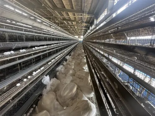 全國規模最大！彰化今年首樁禽流感　芳苑雞場撲殺6萬多隻蛋雞