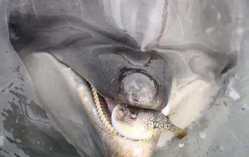 河豚誤闖水族館海豚區！「被當球玩」原因竟是爽嗨　牠氣到眼神死