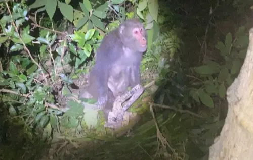 救生命還能賺獎金！新北祭「捕獸鋏懸賞令」　回收一組就有150元