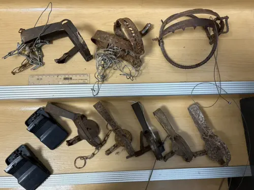 ▲小、中型獸鋏（直徑未滿 10 公分）：每組獎勵金 100 元。（圖／新北動保處）