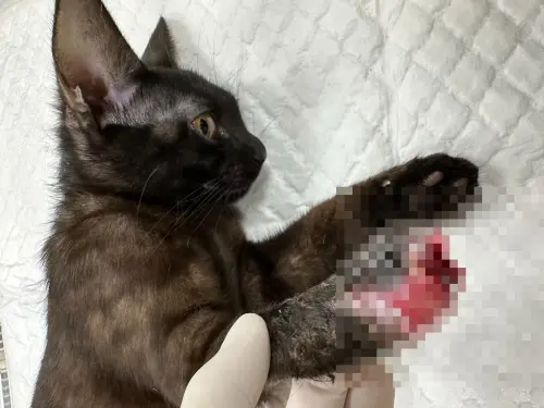 ▲誤觸野外獸夾的貓咪，腳掌骨遭夾斷。（圖／新北動保處）