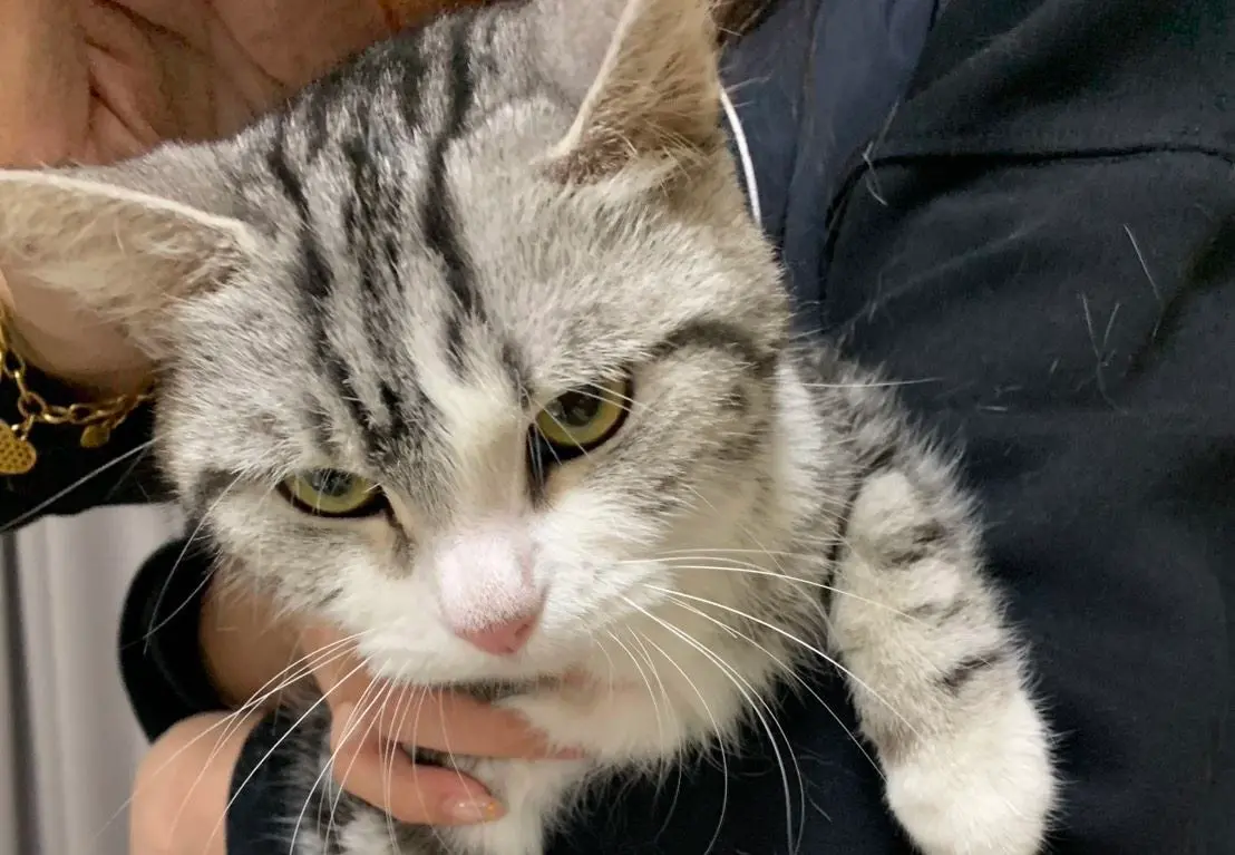 ▲嘉義縣日前發生了駭人的租客棄養案件，一隻美國短毛貓被關在房間，長期饑餓缺水也讓牠已經瘦到見骨。（圖／嘉義縣政府）