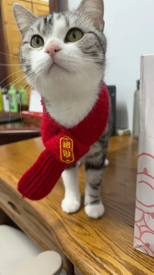 ▲經家畜所獸醫師詳細檢查，貓咪雖然過度消瘦，但萬幸整體健康狀況並無大礙，也找到愛牠的新主人。（圖／嘉義縣政府）