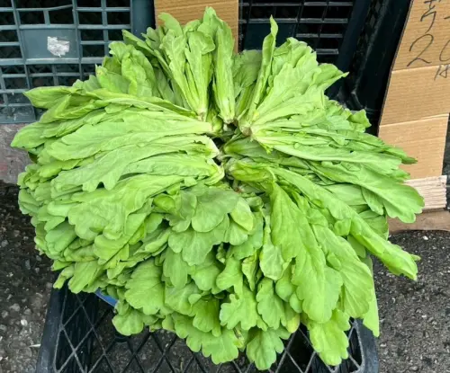 萬有全羊肉、三媽臭臭鍋上榜！北市蔬果稽查農藥超標