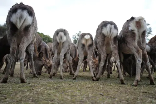 ▲日本奈良公園的奈良鹿，近期被發現翻山越嶺跑到大阪府、大阪市，甚至在住宅區出沒。資料照。（圖／美聯社／達志影像）