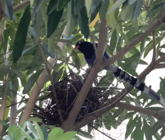 ▲台灣藍鵲3月起開始繁殖及出現護巢行為。（圖／北市動保處提供）