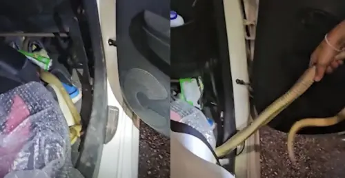 眼鏡蛇爬上方向盤！泰國救蛇員載運途中驚魂　車內驚悚瞬間曝光
