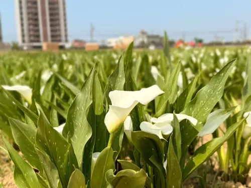 ▲2026 桃園彩色海芋季於今（27）日登場，今年展出規模將創歷年新高，共計14個品種的彩色海芋，栽植數量高達6萬5千株。（圖／桃園彩色海芋季臉書www.facebook.com/DAYUANFLOWER/）