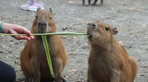 住台南和逸送水豚餵食體驗！每晚3550元起　4/3飛天小女警見面會