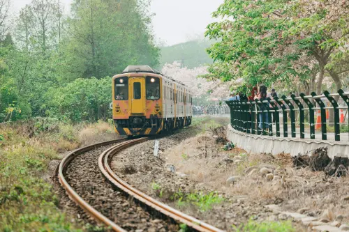 彰化二水花旗木怒放中！2026參山騎旅今開跑　賞花點、報名處整理