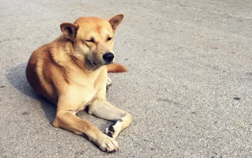 外國旅客曝在泰國走路最怕的不是人是狗　直言流浪狗追人超可怕