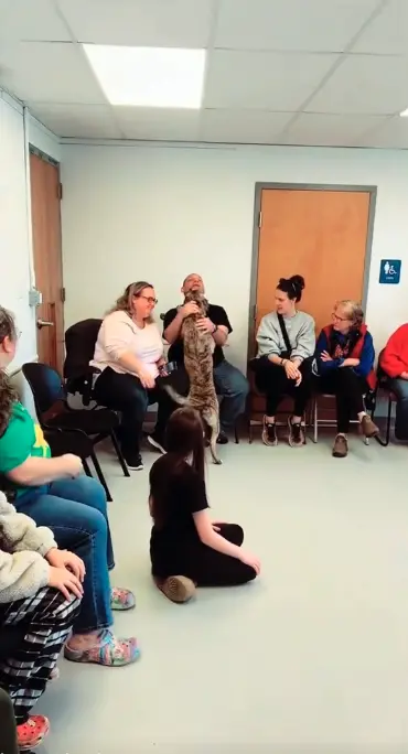 ▲▼工作人員安排全場有意領養的民眾坐下，接著依序放出準備被收養的狗狗，讓牠們自由走向心儀的對象，有些狗狗一被放開就立刻鎖定目標；也有狗狗選擇先在現場繞一圈。（圖／翻攝自TikTok@all_deez_animals）