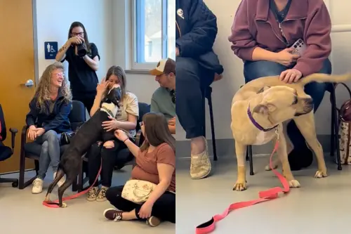 收容所舉辦領養大會！「浪汪自己選主人」全場淚崩：雙向奔赴的愛