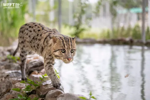 ▲漁貓是一種罕見的東南亞野生貓科動物，以其獨特的親水性、游泳和潛水捕魚技能聞名，擁有部分蹼狀的腳掌、雙層毛皮，體型約為家貓兩倍大。（圖／Wildlife Friends Foundation Thailand - WFFT臉書）