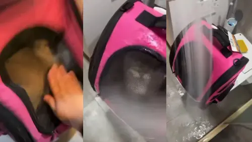 砸14萬買品種貓！桃園科技男1原因竟朝牠灑水狂打　涉虐將挨罰