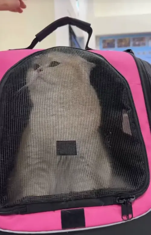 ▲貓咪已順利被救出安置。（圖／翻攝黃瓊慧Threads）