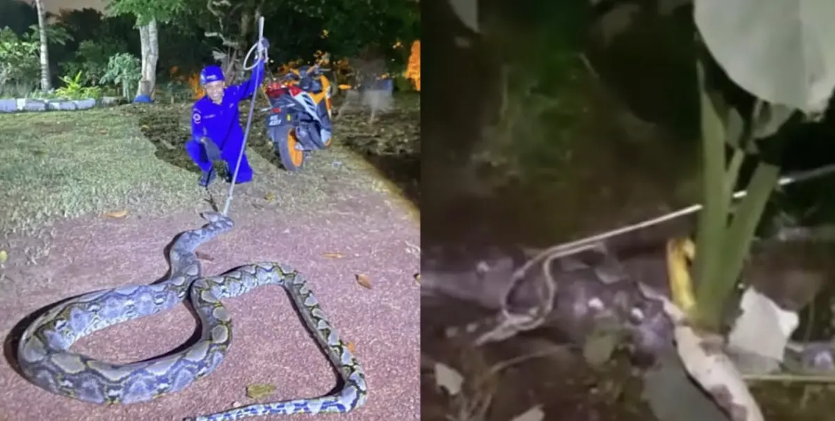 ▲馬來西亞油棕園出現巨蟒吞牛，民防人員到場捕捉。圖／翻攝自（中國報）