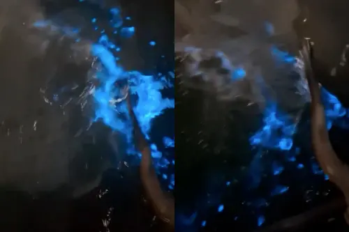 苗栗龍鳳漁港爆「藍眼淚」！像海上煙火潑水就發光　縣府示警隱憂