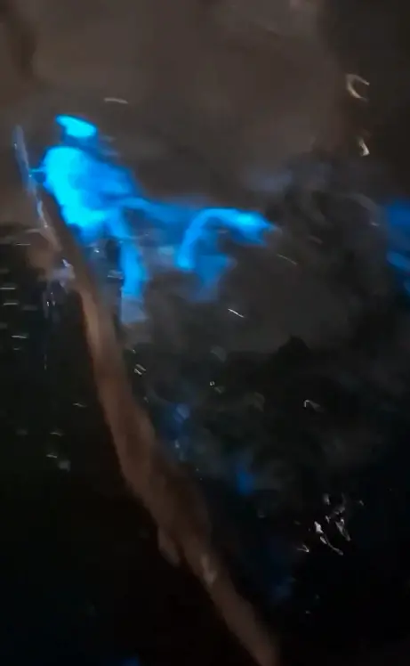 ▲苗栗竹南龍鳳漁港近期出現藍眼淚蹤跡，民眾只要將水潑向海面，或是用樹枝輕輕一撥，便能看到藍色螢光瞬間綻放。（圖／翻攝自Threads@mhhsieh3）