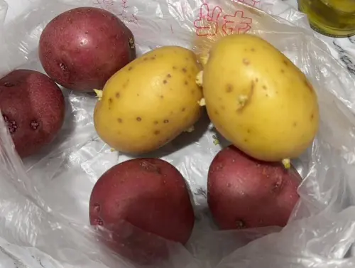 馬鈴薯超快發芽！營養師提醒吃了恐喪命　農糧署教免冰可放3個月