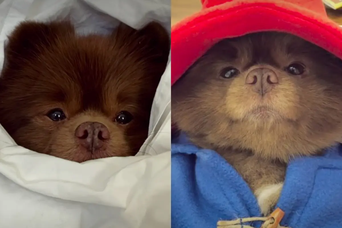 ▲美國一隻曾被棄養的博美犬伯特倫（Bertram），因外型神似英國文學經典角色「柏靈頓熊」意外爆紅，但主人日前證實，伯特倫已於2024年11月19日在睡夢中安詳辭世。（圖／翻攝自IG@bertiebertthepom）