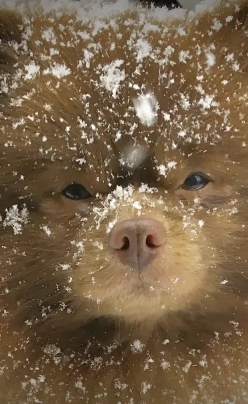 ▲（圖／翻攝自IG@bertiebertthepom）