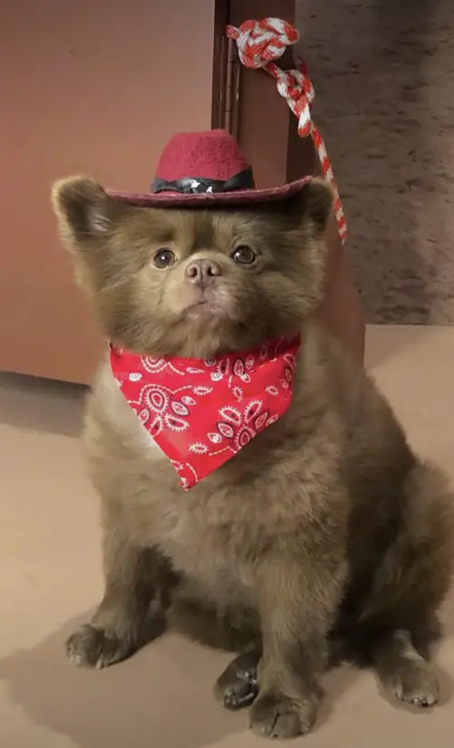 ▲（圖／翻攝自IG@bertiebertthepom）