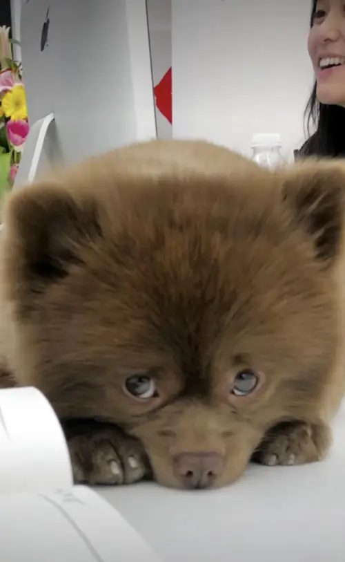 ▲（圖／翻攝自IG@bertiebertthepom）