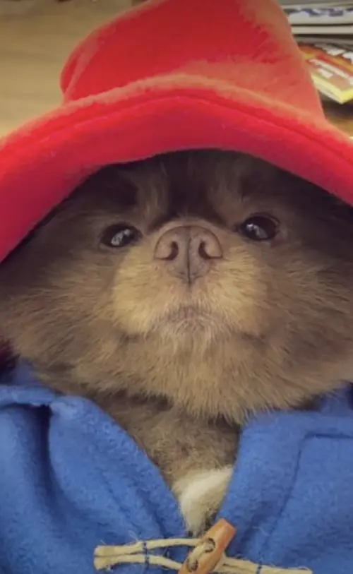 ▲▼伯特倫獨特的深棕色毛髮，讓牠在扮成柏靈頓熊後一砲而紅。（圖／翻攝自IG@bertiebertthepom）