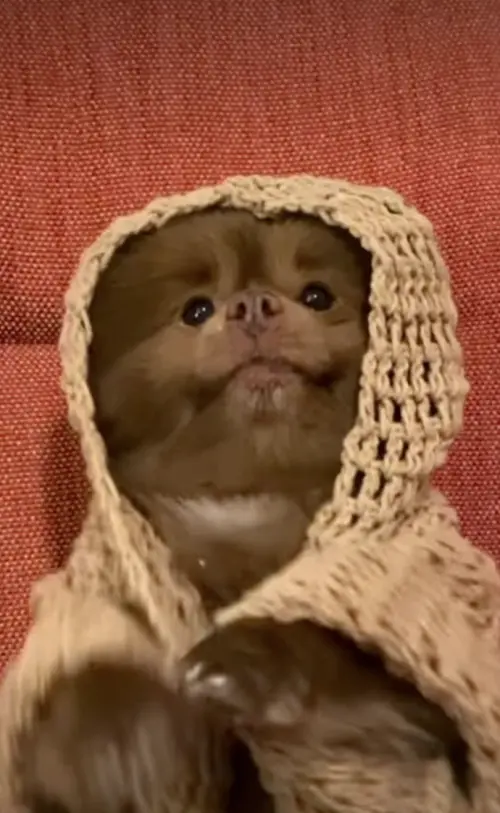 ▲伯特倫已於2024年11月19日於睡夢中離世，享年11歲，但那治癒人心的笑容將永遠留在支持者的心中。（圖／翻攝自IG@bertiebertthepom）