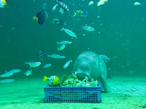 日本三重縣15大亮點！忍者電車、伊勢神宮、鳥羽水族館、海女小屋