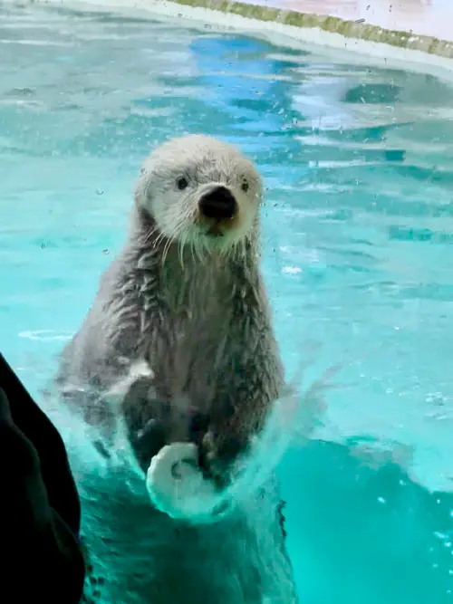 ▲鳥羽水族館必看超療癒儒艮吃菜菜，破億觀看數的海獺明星近距離表演。（圖／記者蕭涵云攝）