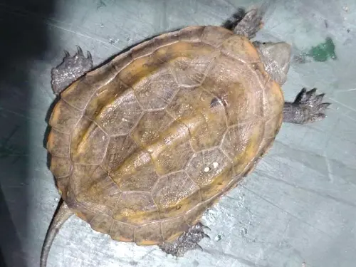 ▲高雄關業務二組關員所緝獲未經許可輸入之活體動物。(圖／關務署高雄關提供)