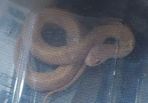 ▲高雄關業務二組關員所緝獲未經許可輸入之活體動物。(圖／關務署高雄關提供)