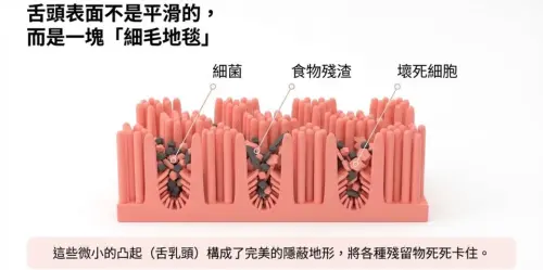 ▲醫師黃軒表示，舌頭表面不是光滑的，而是密布乳突的細毛地毯，很容易卡住細菌、食物殘渣和壞死細胞。（圖／黃軒醫師 Dr. Ooi Hean臉書）