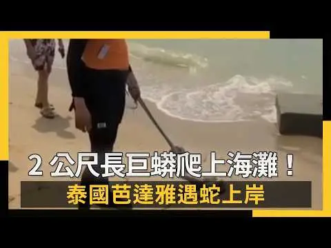 影／2公尺長巨蟒爬上海灘！泰國芭達雅遇蛇上岸｜NOWNEWS #CC字幕