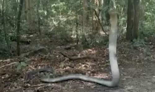 24歲研究生遇眼鏡蛇王！4公尺長大蛇曝