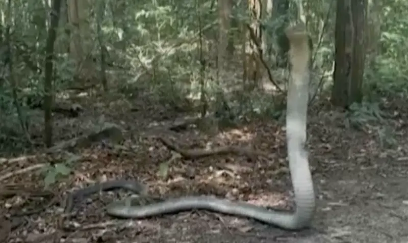 24歲研究生遇眼鏡蛇王！4公尺長大蛇曝