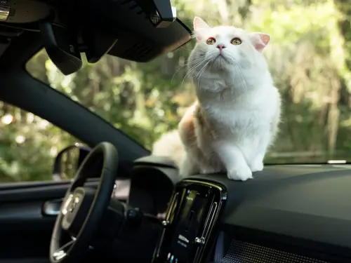 特斯拉Model Y有對手！這款純電車狂降33萬：169萬入手、質感超好