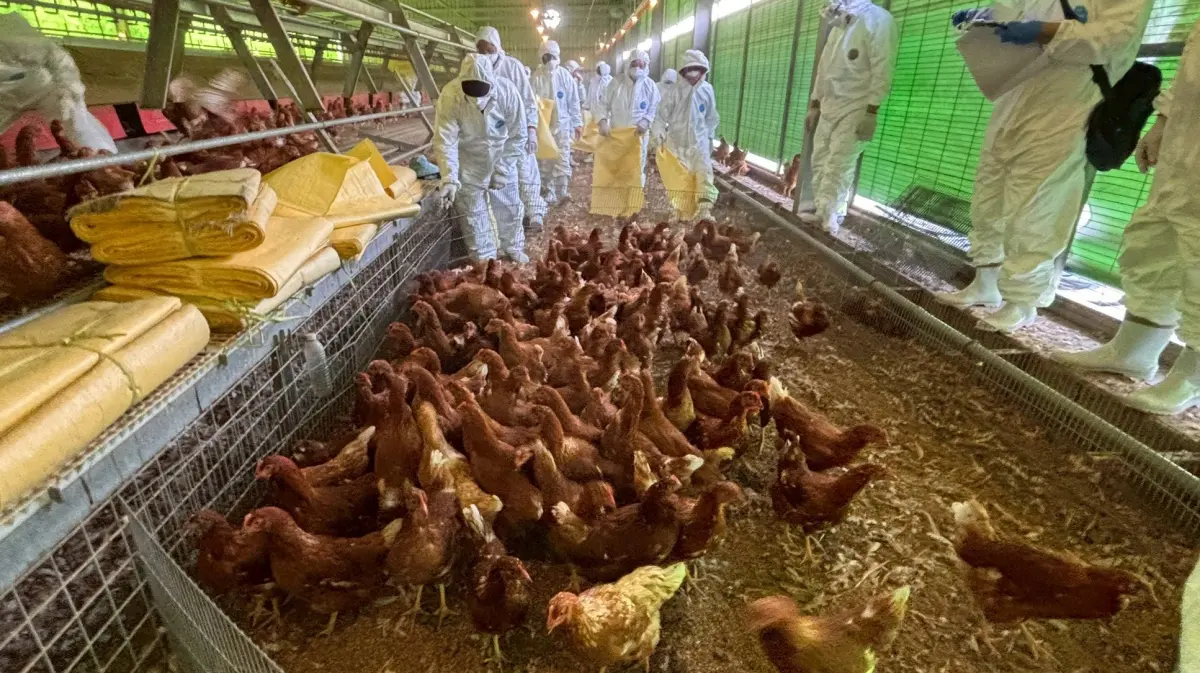 ▲豐康畜牧場發生禽流感後，防疫人員撲殺倖存的蛋雞。（資料畫面／台中市政府提供）