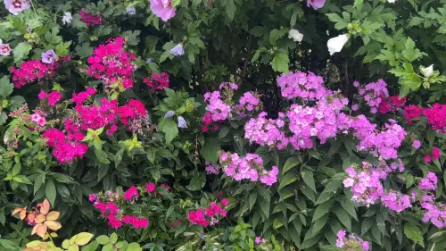 ▲福祿考原產於美國德州，總在4月春季到來之際盛開，也被拿來形容春季的第一個滿月。（圖／石針養花）