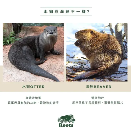 ▲Roots 官方過去曾發文科普，教學顧客如何分辨水獺、海狸兩種生物。（圖／Roots Taiwan臉書）